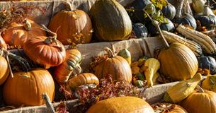 An autumnal display of pumpkins and squashes
