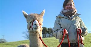 Mount Edgcumbe Alpaca Experience