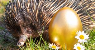 Golden Egg Hunt at Paignton Zoo