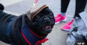 Pug & Frenchie Pop Up Cafe - Plymouth