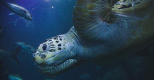 Close up of a Sea Turtle at National Marine Aquarium in Plymouth, UK