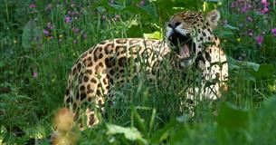Roar n' Snore:  Night at the Zoo