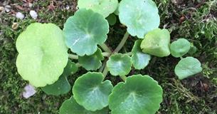 Dartmoor Spring Foraging Course