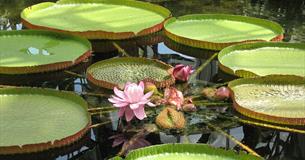 royal water lily - Victoria amazonica