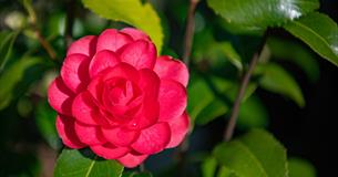 Charity Open Garden at Antony House