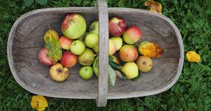autumn forage in south devon