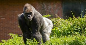 Paignton Zoo