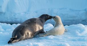 Arctic: Our Frozen Planet - Immersive Dome Screening