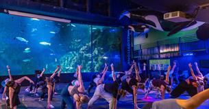 a group practising yoga in front of the Eddystone Exhibit, which is in the UK's largest aquarium.