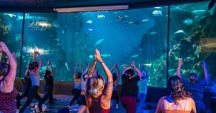 A group of people practising yoga in front of the Eddystone Exhibit in the National Marine Aquarium.