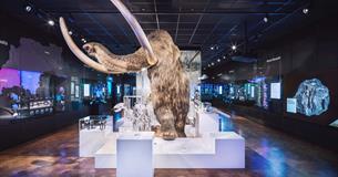 Woolly Mammoth display at The Box Plymouth