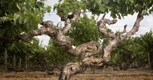 Kaesler & Warramate 'Meet The Winemaker'
