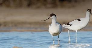 Bird & Wildlife Cruise