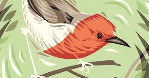 Talk: Mrs Moreau's Warbler - How Birds got Their Names
