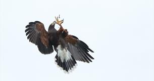 Birds of Prey - portraits and action