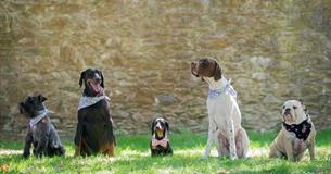 Doggy Day Out Fete