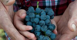 'Around Italy' Wine Tasting