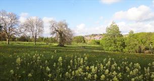 Wild flower meadow at Central Park.