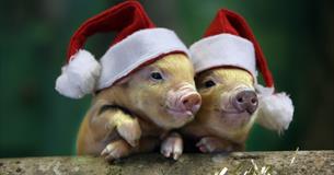 Pennywell Christmas Experience