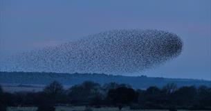 Talk: Roost: Birds, Place and Art