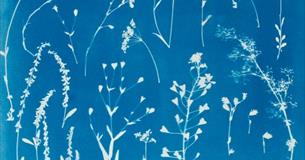 Workshop: Cyanotype