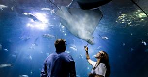Adults Evening at The Aquarium
