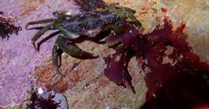 Coastal walk & rock pooling on a hidden Cornish beach