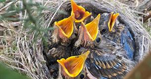 Dawn Chorus Walk through Carswell Farm