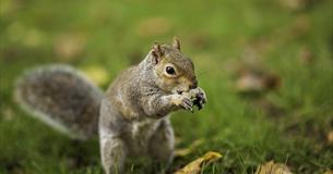 The New Wild - Why invasive species will be nature's salvation