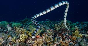 PlyMSEF Annual Spring Public Lecture 2018 - Science Bites and Snake Bites