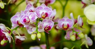 The Cabaret of Plants - Botany and the Imagination