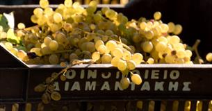 sun-kissed crate of wine grapes
