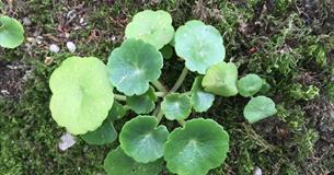Spring Foraging Course