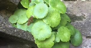 Dartmoor Foraging Courses