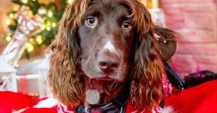Doggy Christmas Market