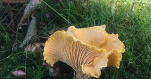 Dartmoor Autumn Foraging Course