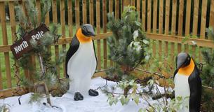 Christmas Woodland Adventure Golf