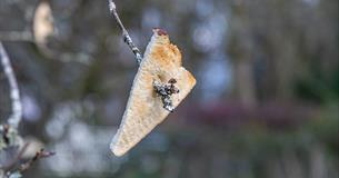 A piece of toast places on the branches of a tree for a wassail