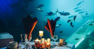 Dine at the Aquarium