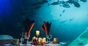 Dine at the Aquarium