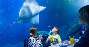 Two children, drinking juice with their family, looking up at a stingray in the UK's deepest tank.