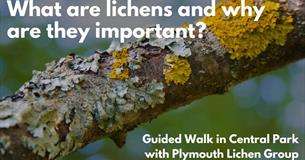 What are Lichens and why are they important?  Guided walk