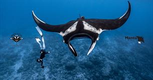 A Journey Into Manta Ray Conservation