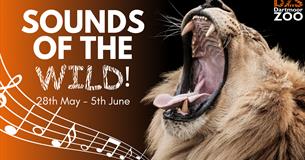 Sounds of the Wild