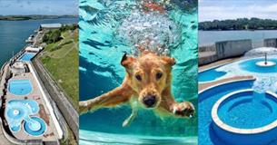 Mount Wise Dog Swim