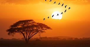 Creative writing and the Planet