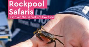Rockpool Safari with the Ocean Conservation Trust