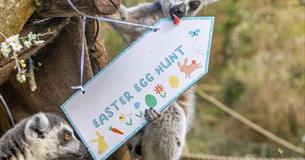 Easter at Paignton Zoo