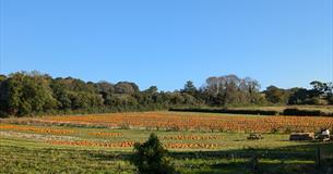 Pip's Pick Your Own Pumpkins