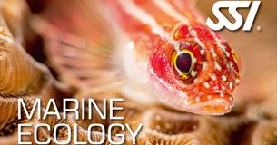 Free SSI Marine Ecology Online Course